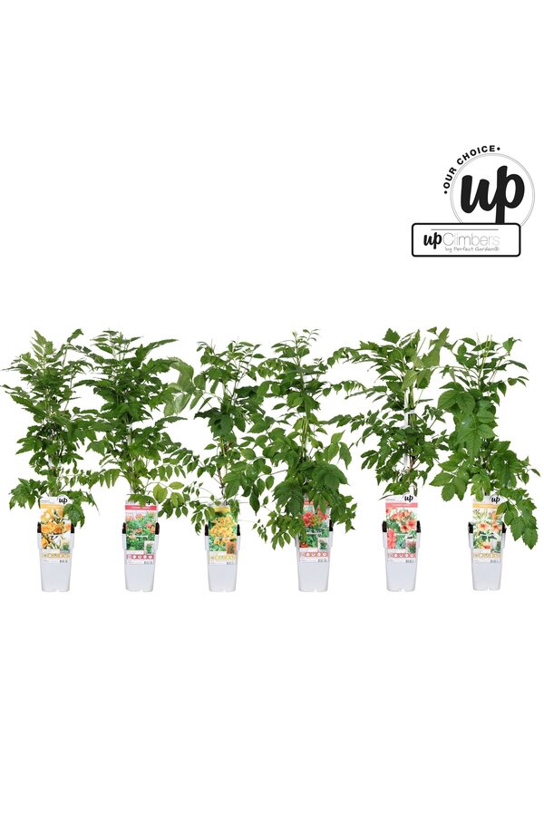 Campsis Our Choice mix tray P15