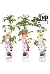 Campsis Our Choice mix tray P15