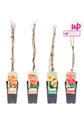 Campsis mix tray geent P15