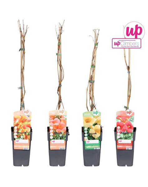 Campsis mix tray geent P15