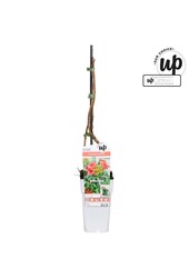 Campsis tagliabuana Solo Rosso P15