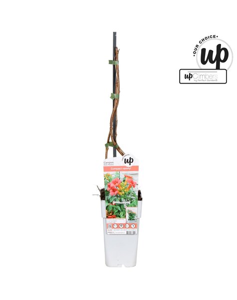 Campsis tagliabuana Solo Rosso P15