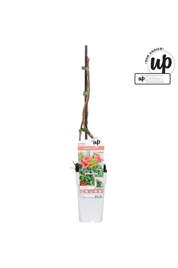 Campsis tagliabuana Solo Rosso P15