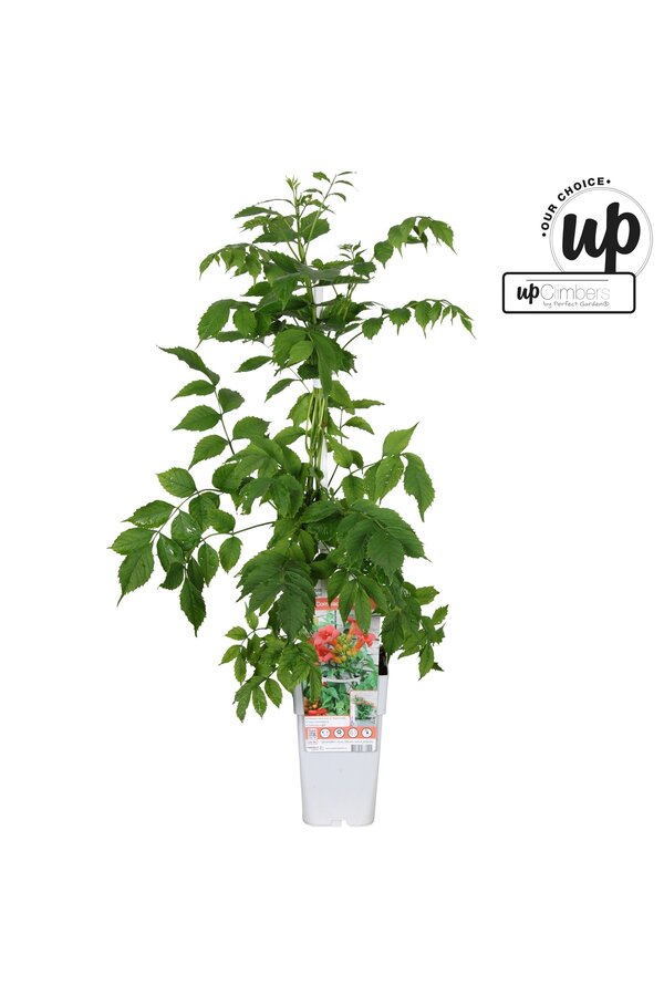 Campsis tagliabuana Solo Rosso P15