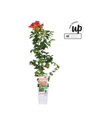 Campsis tagliabuana Solo Rosso P15