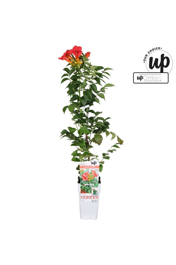 Campsis tagliabuana Solo Rosso P15