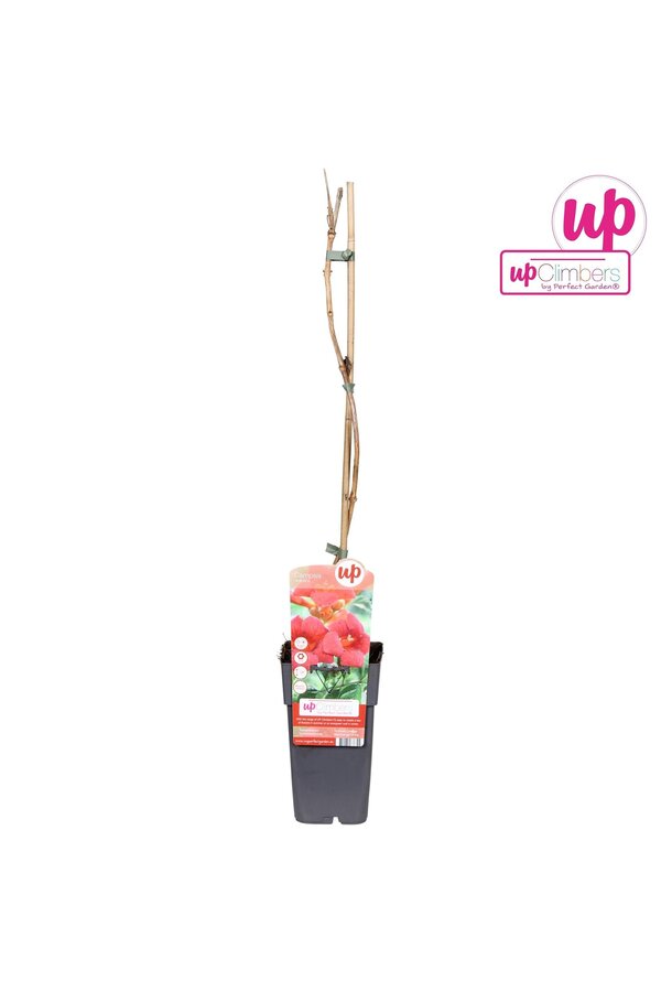 Campsis radicans P15