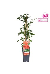 Campsis radicans P15