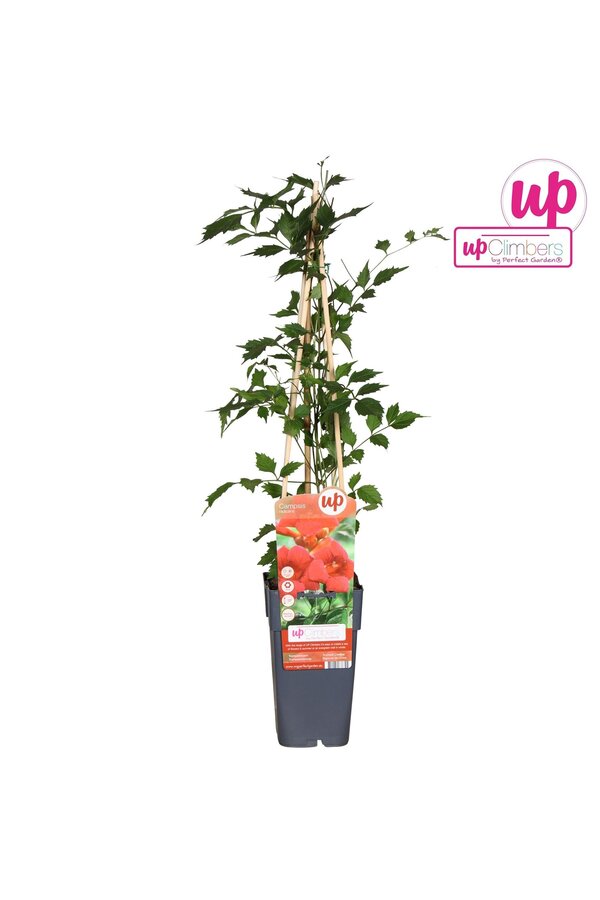 Campsis radicans P15