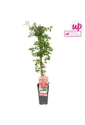 Campsis radicans P15