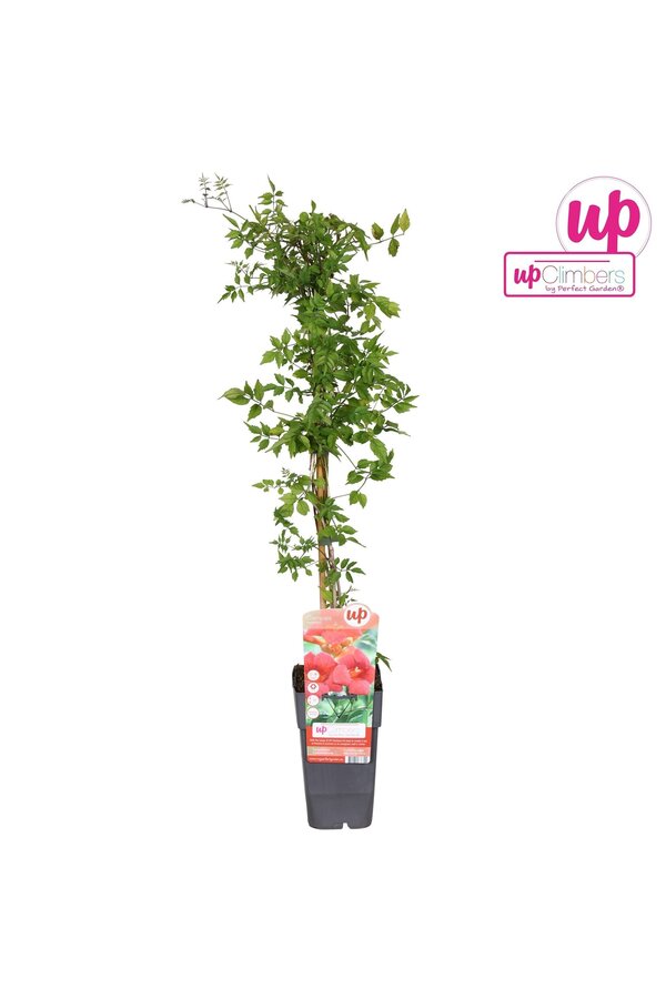 Campsis radicans P15