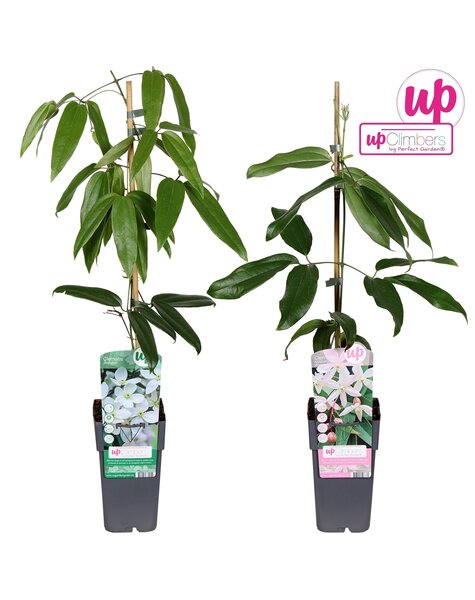 Clematis bladhoudend mix tray P15