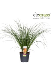 Carex testacea Prairie Fire P14