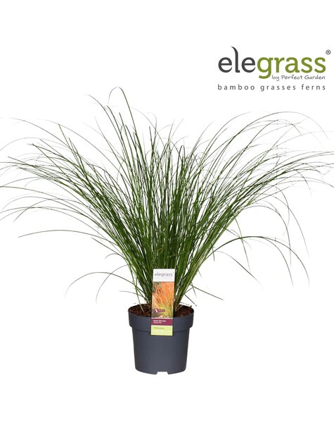Carex testacea Prairie Fire P14