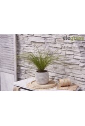 Carex testacea Prairie Fire P14