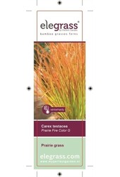 Carex testacea Prairie Fire P14