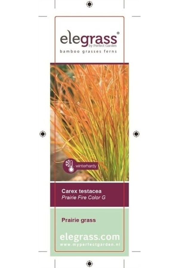 Carex testacea Prairie Fire P14