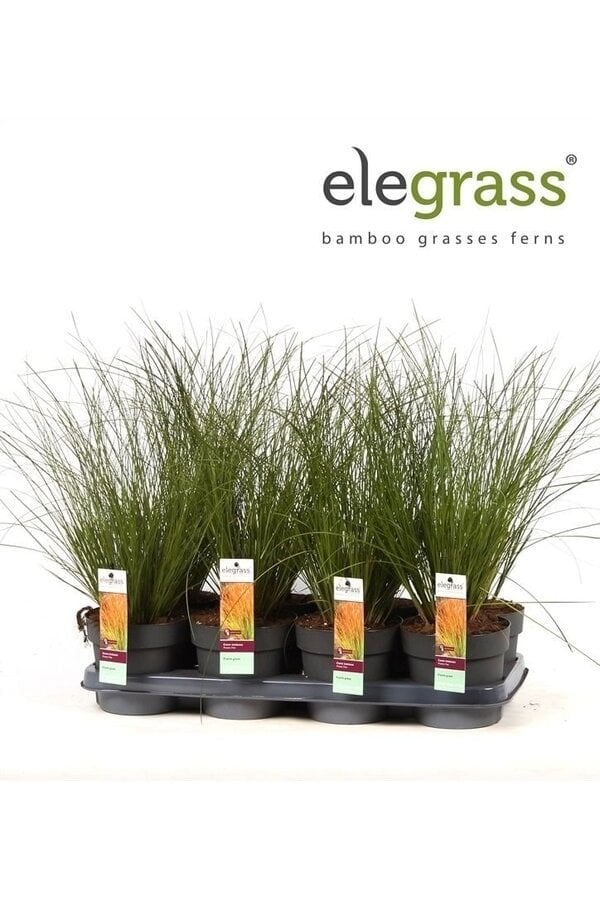 Carex testacea Prairie Fire P14