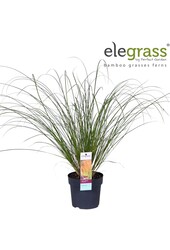 Carex testacea Prairie Fire P14