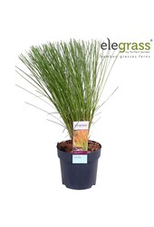 Carex testacea Prairie Fire P14