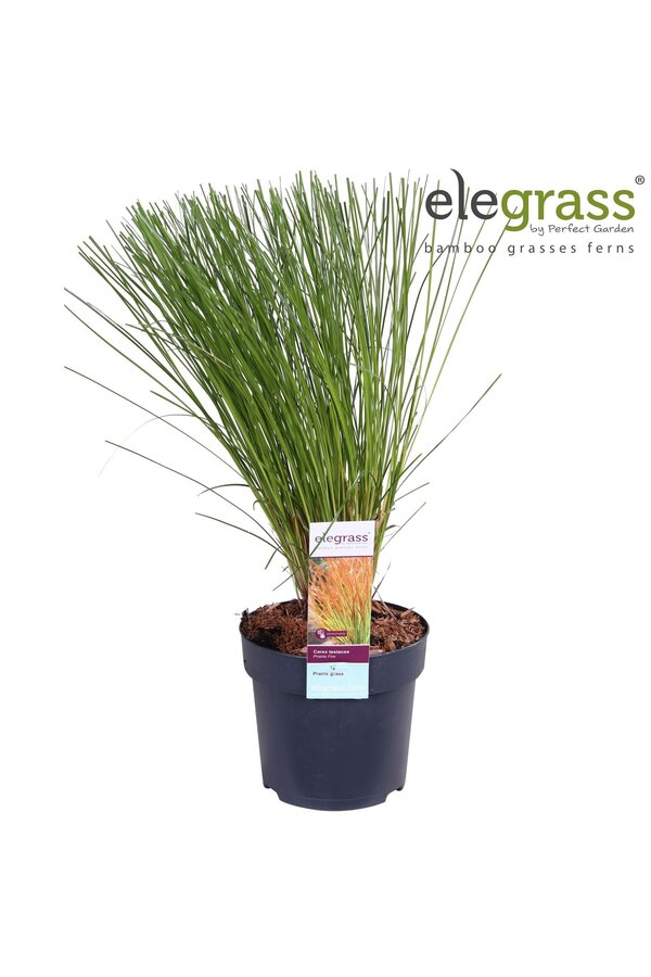 Carex testacea Prairie Fire P14
