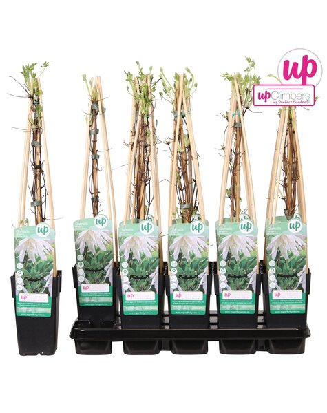 Clematis Alpina Albina Plena P15