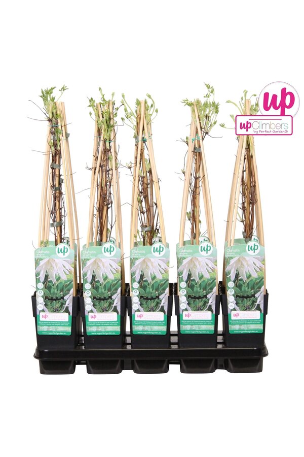 Clematis Alpina Albina Plena P15