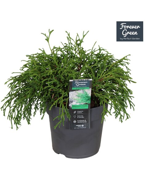 Chamaecyparis pisifera Filifera Nana P14