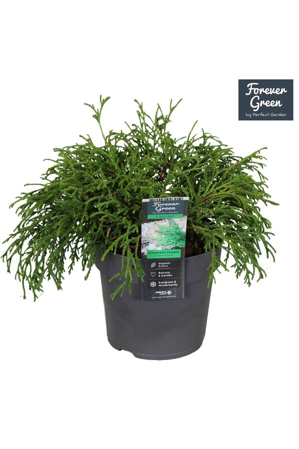 Chamaecyparis pisifera Filifera Nana P14