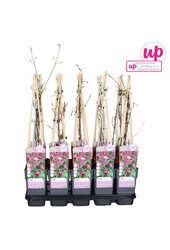 Clematis Alpina Ruby P15