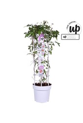 Clematis Carnaval Colour mix P23