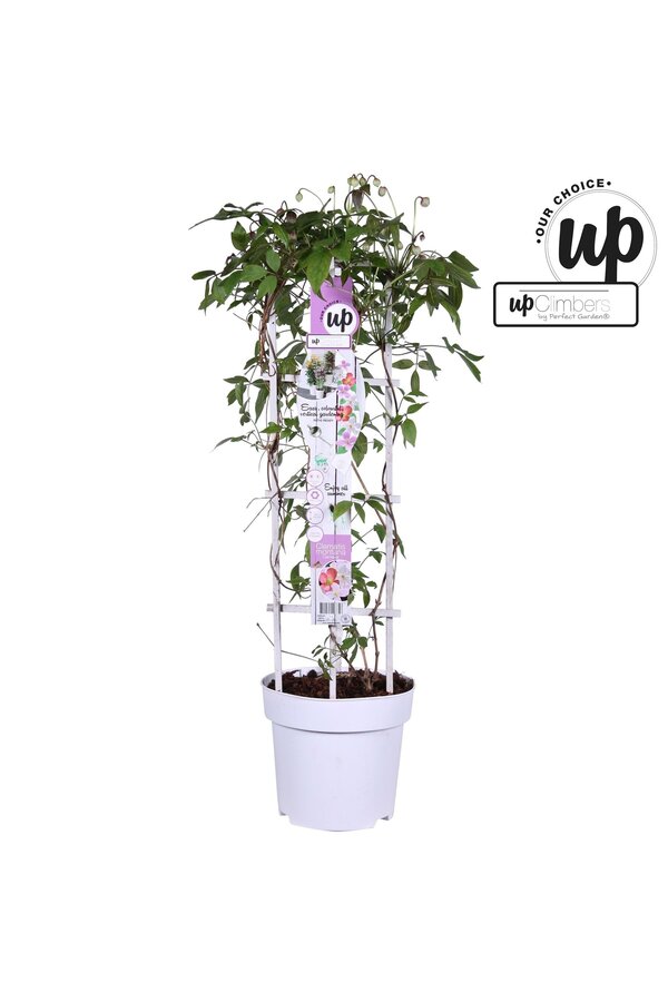 Clematis Carnaval Colour mix P23