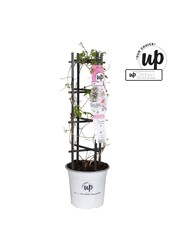 Clematis Carnaval Colour mix P23