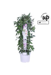 Clematis Carnaval Colour mix P23