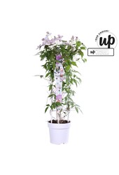 Clematis Carnaval Colour mix P23