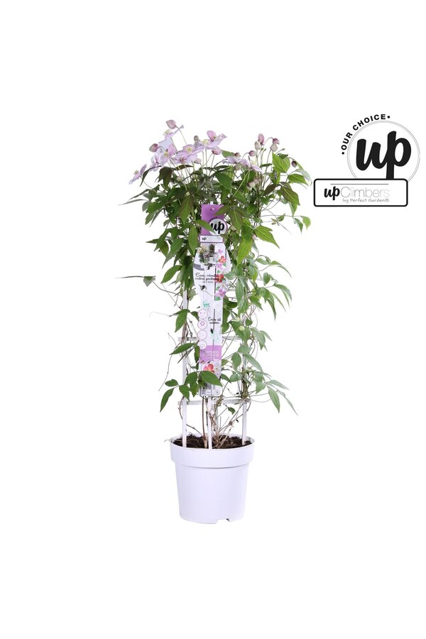 Clematis Carnaval Colour mix P23