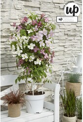 Clematis Carnaval Colour mix P23