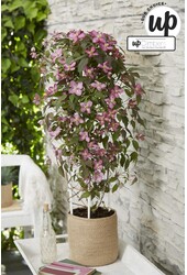 Clematis Montana Fincent® P23