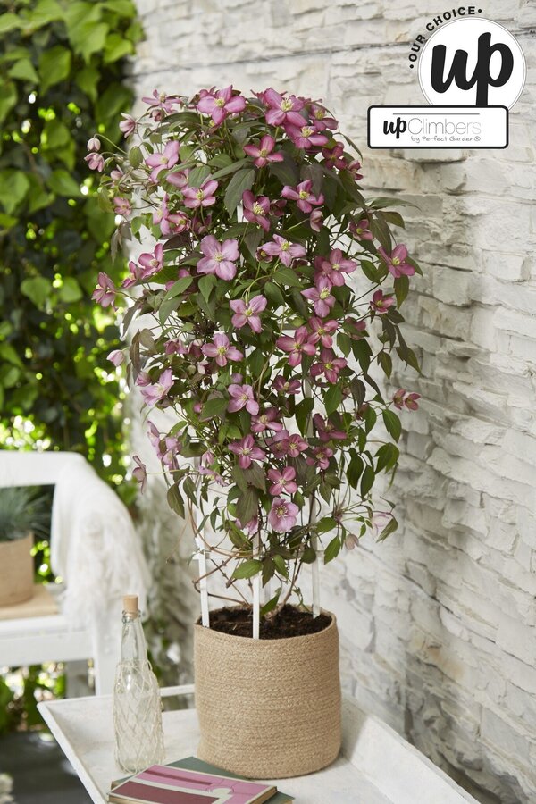 Clematis Montana Fincent® P23