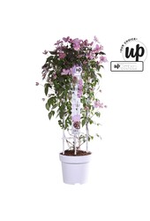 Clematis Montana Fincent® P23