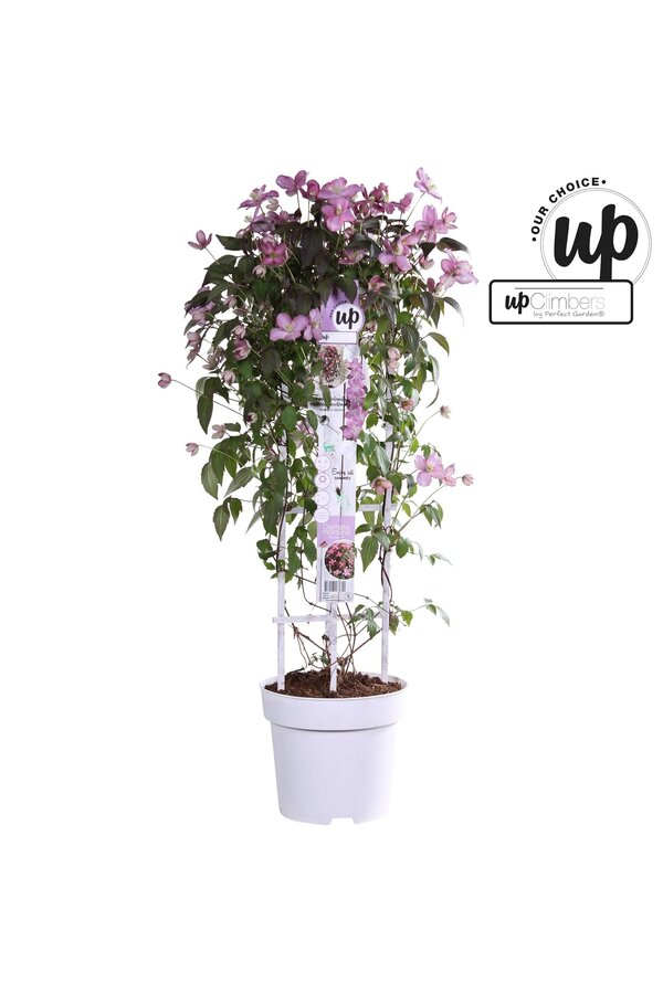 Clematis Montana Fincent® P23