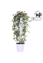 Clematis Montana Fincent® P23