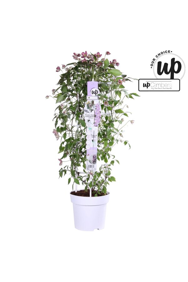 Clematis Montana Fincent® P23