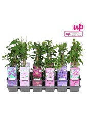 Clematis mix tray budget P9