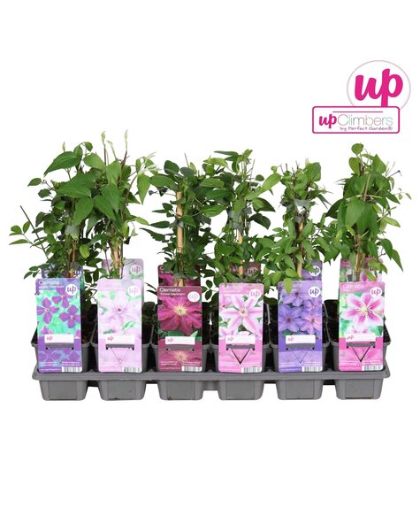 Clematis mix tray budget P9