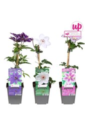 Clematis mix tray budget P9