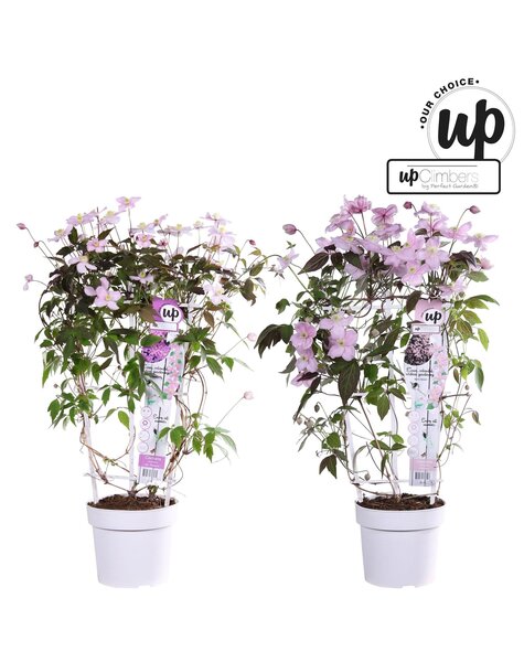 Clematis Montana Our Choice mix tray P19