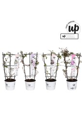 Clematis Montana Our Choice mix tray P19