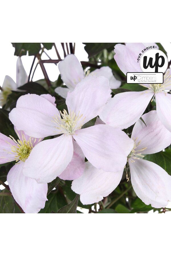 Clematis Montana Fenne® P23