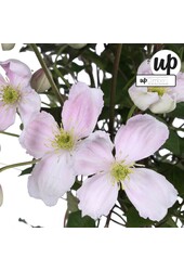 Clematis Montana Fenne® P23